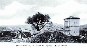 Souk-Ahras - Olivier de Saint-Augustin - Poudriere
